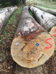 金威木业最新供应德国进口优质榉木原木AB级